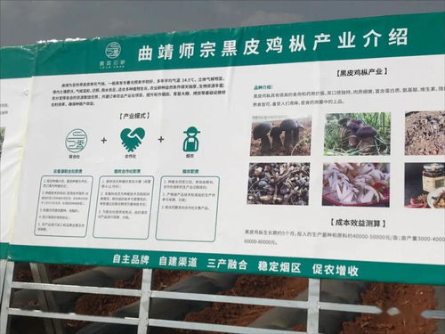 云南國發有機肥技術助力師宗煙草產業，推動土壤改良與環保發展